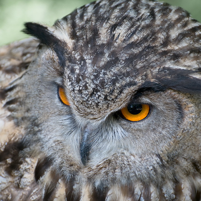 24 Falknerei-Berg-Land-Tiere-D34_9883.jpg - Falknerei Bergisches Land